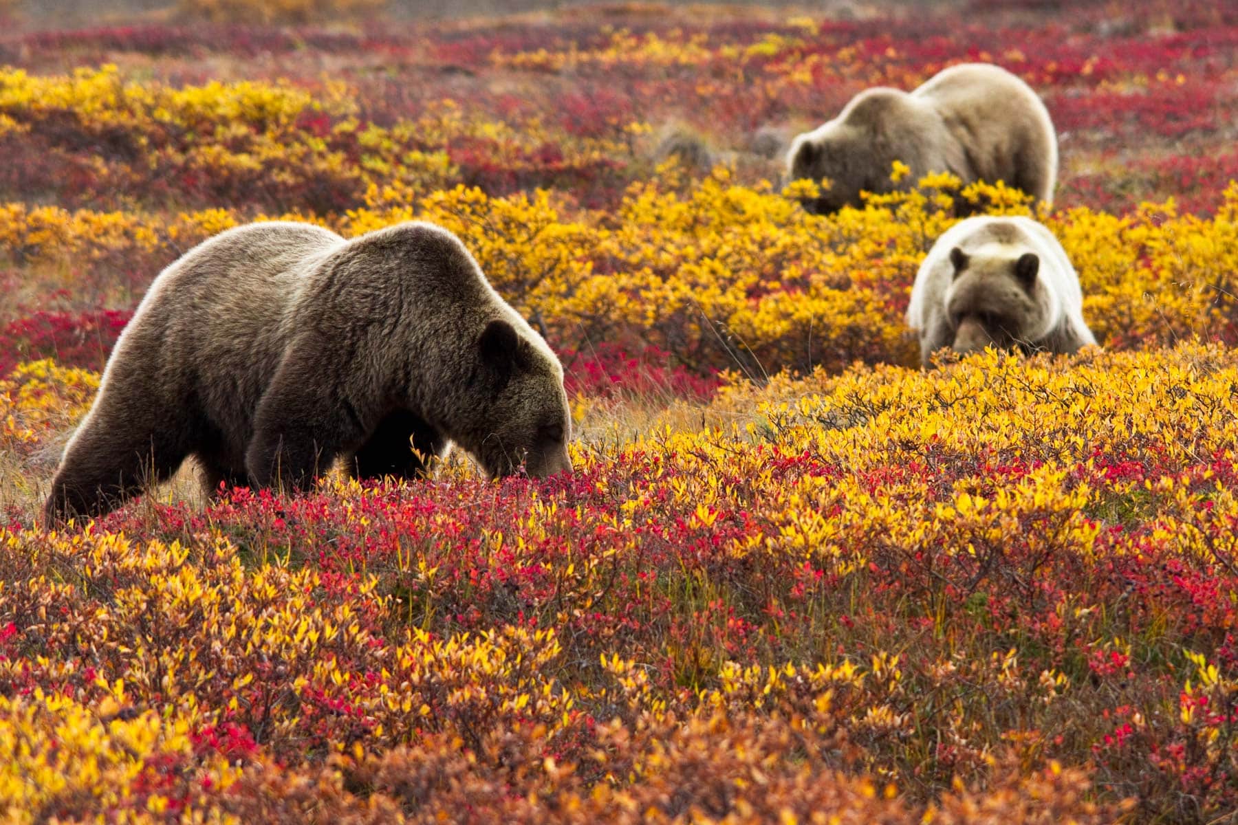 20 Amazing Things to Do in Denali National Park (Photos + Guide), image size:1800x1200