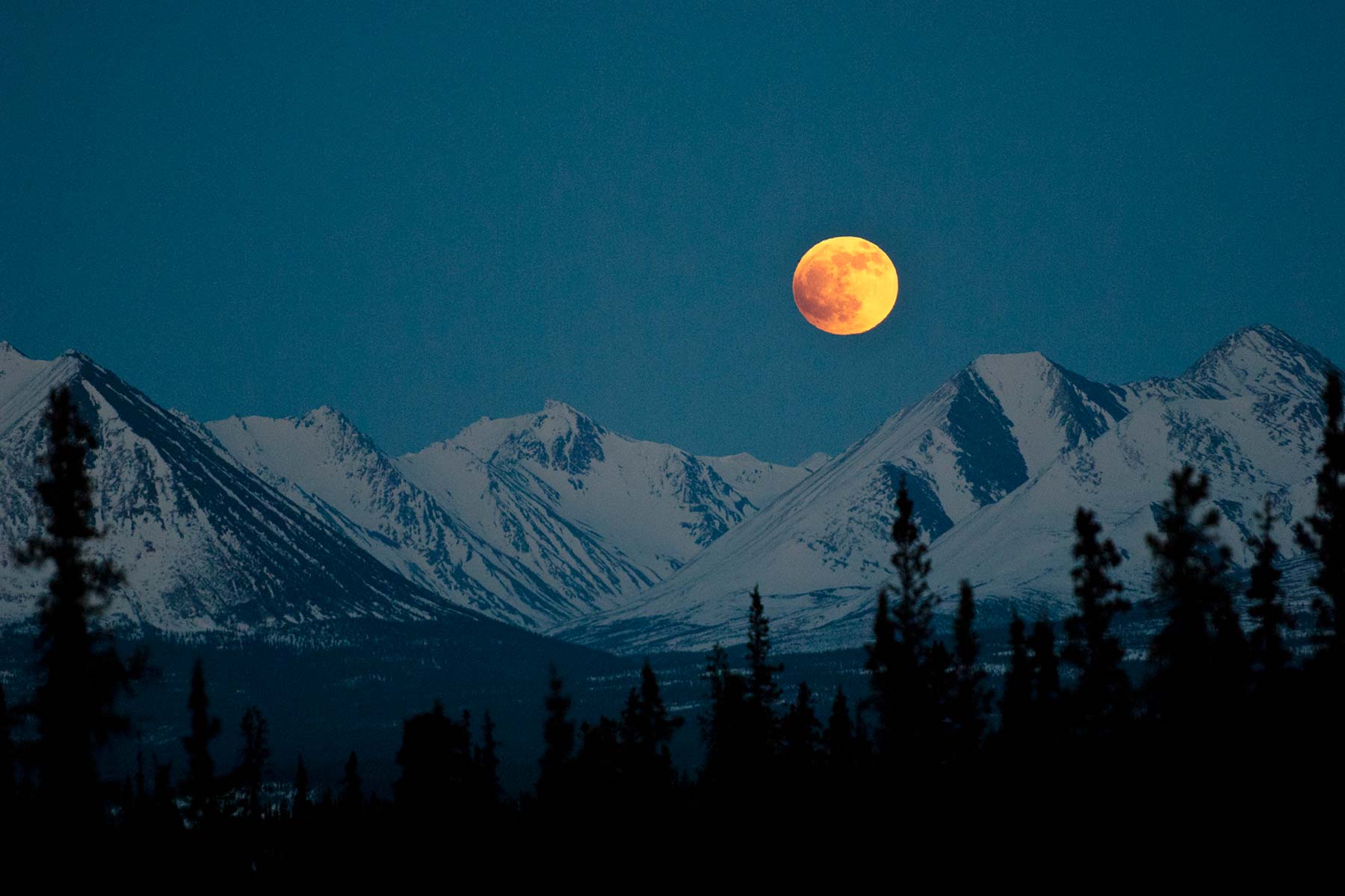 things to do denali national park alaska